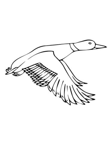 Flying Mallard Duck Coloring Page